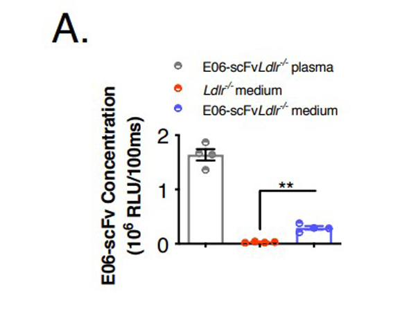 Competitive ELISA results using Anti-KLH Antibody Alkaline Phosphatase Conjugated